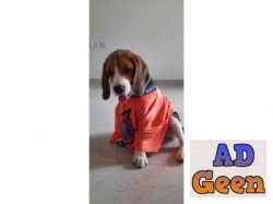 Want to sell my female Beagle